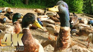 Duck Feeding Frenzy - Feeding Ducks Geese Swans Signets - Nature Relaxation Video
