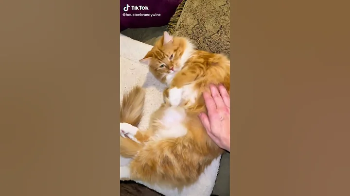 Will your heart will purr with joy when you watch this adorable cat compilation? - DayDayNews
