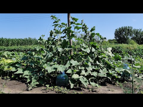 Video: Diseases Of Cucumbers. Part 2