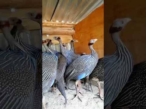 ვიდეო: Vulture Guinea Fowl: აღწერა, ცხოვრების წესი და ფოტოები