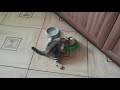 Макс кушает сидя на шпагате. Смешные коты. Funny cats