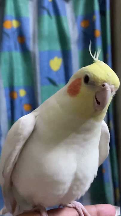 cockatiel sound