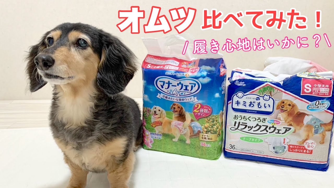 【ダックスフンド】新しく発売された犬用オムツを試してみました！！【検証マナーウェア】