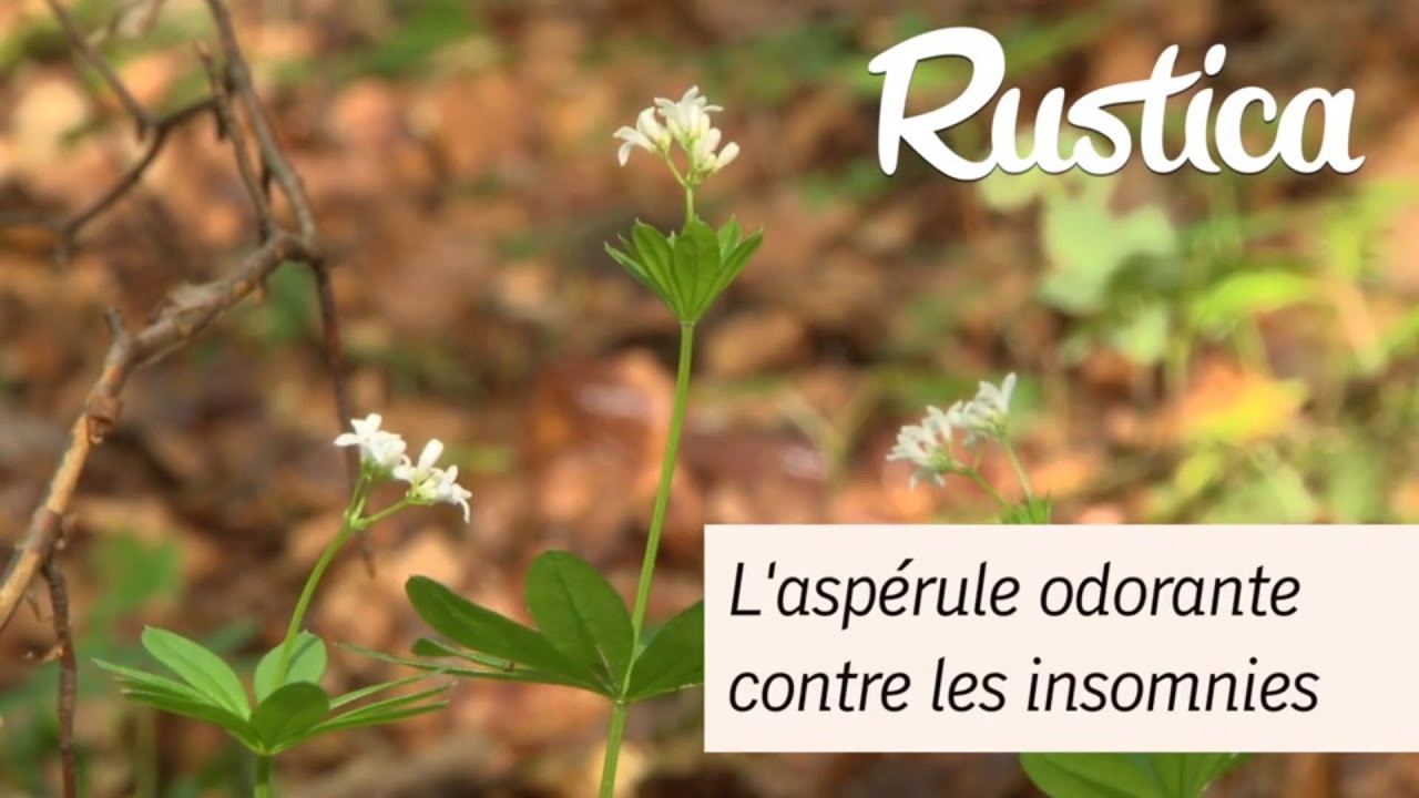 L’aspérule odorante contre les insomnies.