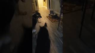 Do U Wanna Go For Walk? Part 1