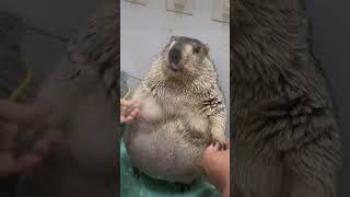 Marmot shower🚿#animals #funnyvideo #shower #enjoy
