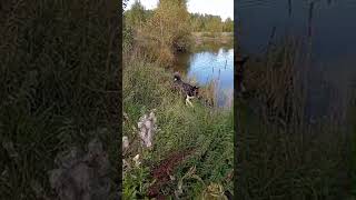 НЕОЖИДАННАЯ СОБАКА #собака