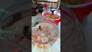 Evimin Minnoşları🐟🌺💝