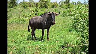 50 fascinating fast facts about wildebeest