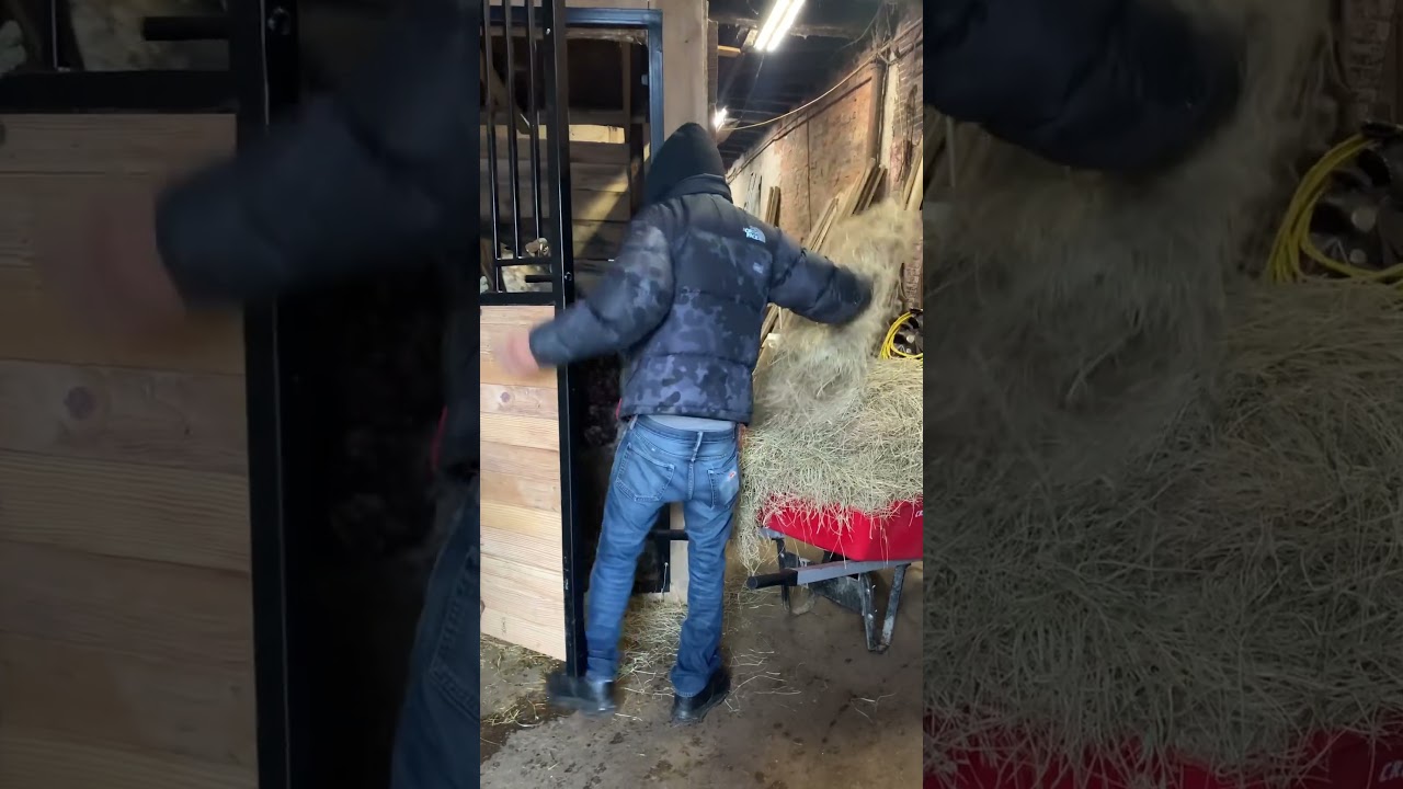 Feeding Up at Fletcher Street Stables 