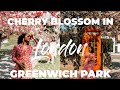 London Greenwich Park Cherry Blossom in London | London Travel Guide