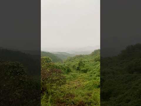 山が泣いてる！ジャングルか？！　#伊王野 #那須町