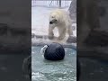 Медведи в Красноярске открыли купальный сезон! bears in Krasnoyarsk have opened the swimming season