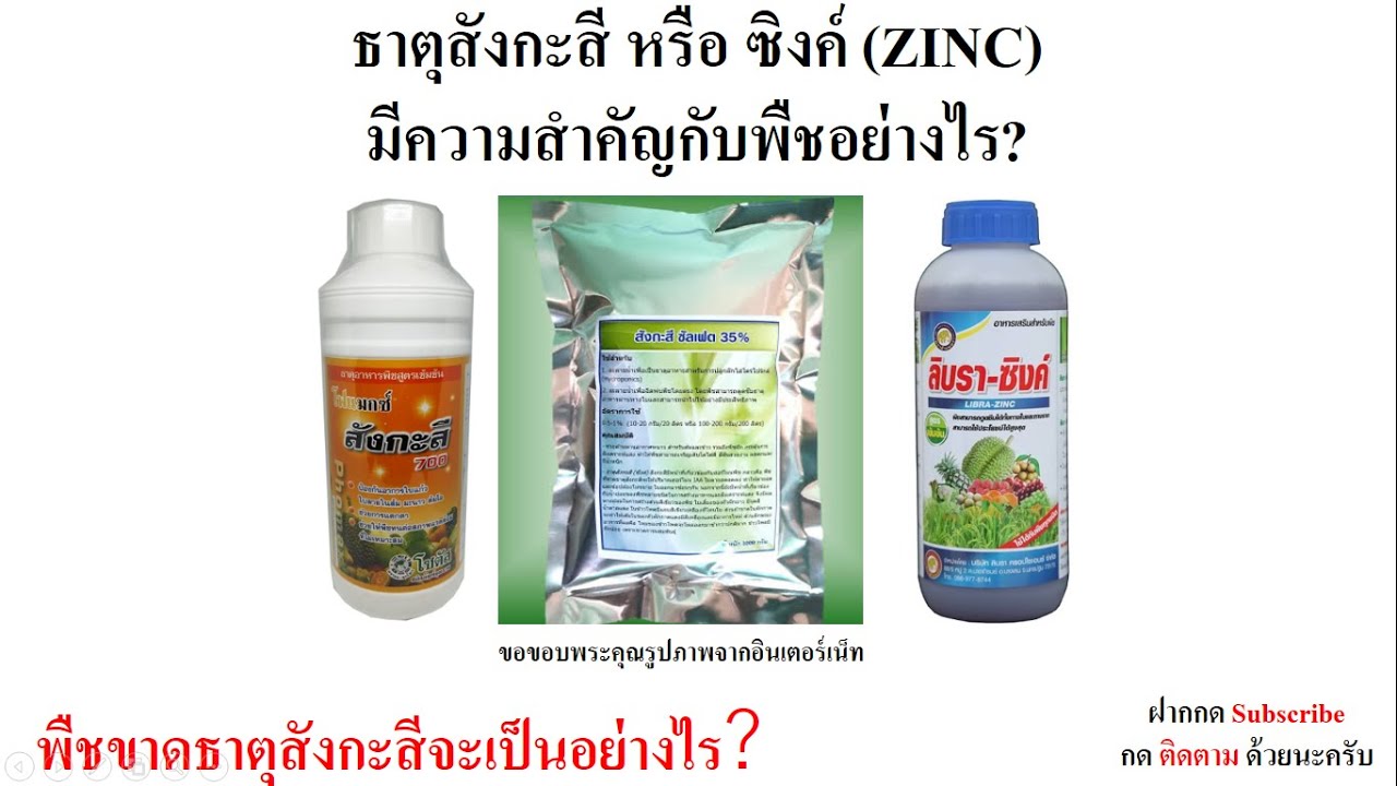 ธาตุสังกะสี หรือ ซิงค์ (ZINC) มีความสำคัญกับพืชอย่างไร? พืชขาดธาตุสังกะสีจะเป็นอย่างไร?