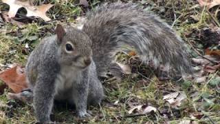 Eastern Grey Squirrel - HD Mini-Documentary