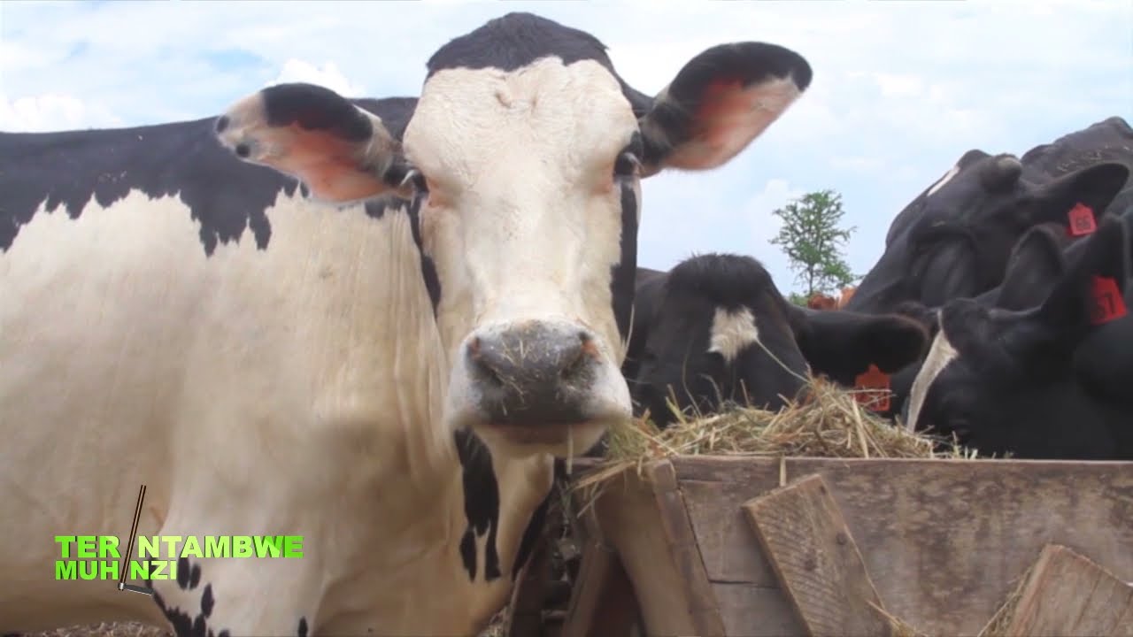 Sobanukirwa uburyo bwo guhunika ubwatsi bw'inka | Tera Intambwe Muhinzi mworozi