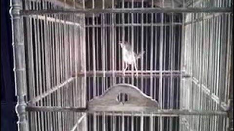 Ciblek Gunung "Sonic"