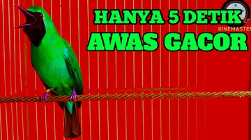 Masteran Dan Terapi Cucak Ijo Drop Mental,Birahi Melet & Macet Bunyi Dengar ini Auto Langsung Nyaut.