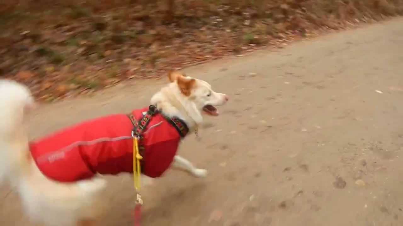 rescue dogs rock nyc PAWZ recruit Shaylee on her first bike-joring outing ~ ADOPTED!