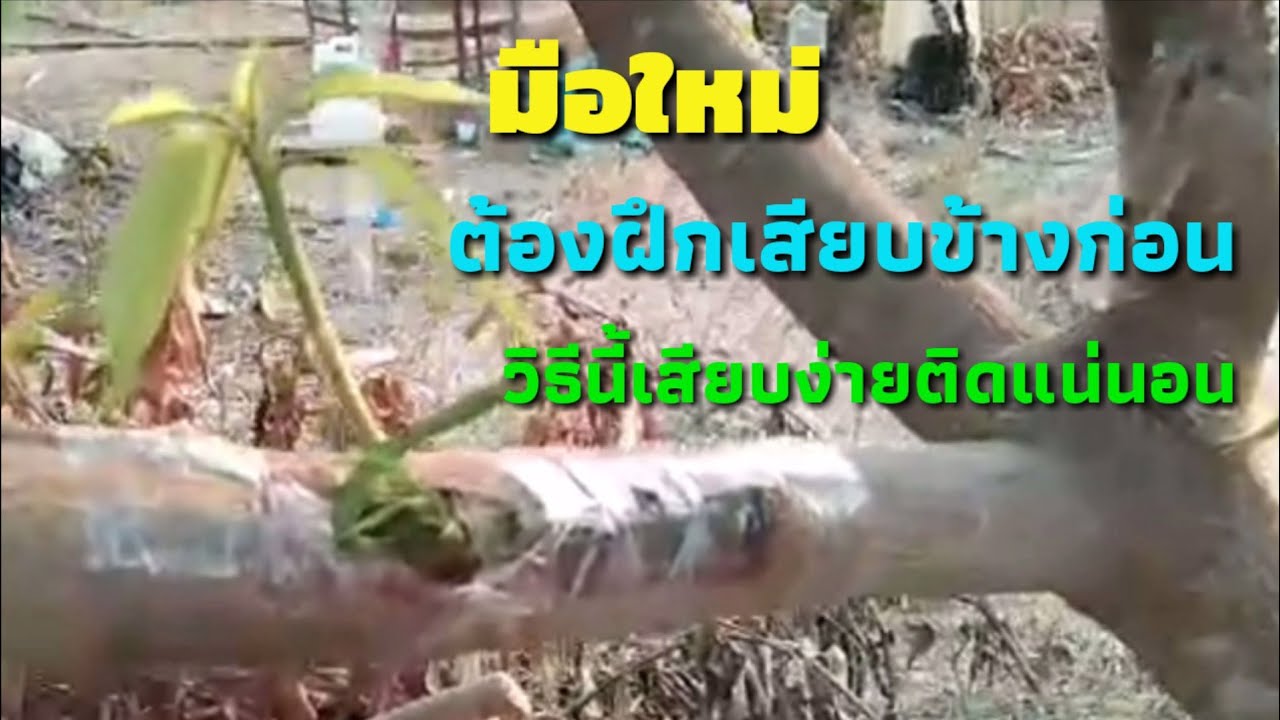 เปลี่ยนต้นมะม่วงแก้วให้ออกลูกเป็นมะม่วงน้ำดอกไม้