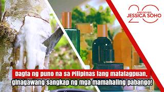 Manila elemi– the hidden ingredient in luxury perfumes? | Kapuso Mo, Jessica Soho