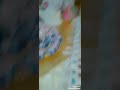 عيد ميلاد سعيد أنفال عيد ميلاد سعيد أنفال