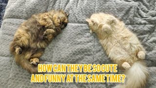 Funniest Cats and Dogs Videos  || Hilarious Cat Antics: Live Stream