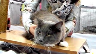 🙀 Напуганный Мейн Кун Шипит на Выставке 🐱 Суровая Внешность Доброго КОТА | ПОРОДЫ КОШЕК 🙀 Напуганный Мейн Кун Шипит на Выставке 🐱 Суровая Внешность Доброго КОТА | ПОРОДЫ КОШЕК