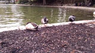 Permanent Mirror Lake wildlife ducks out