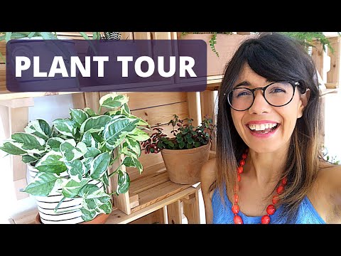 plant-tour-summer-2020-|-my-houseplant-collection-2020-!