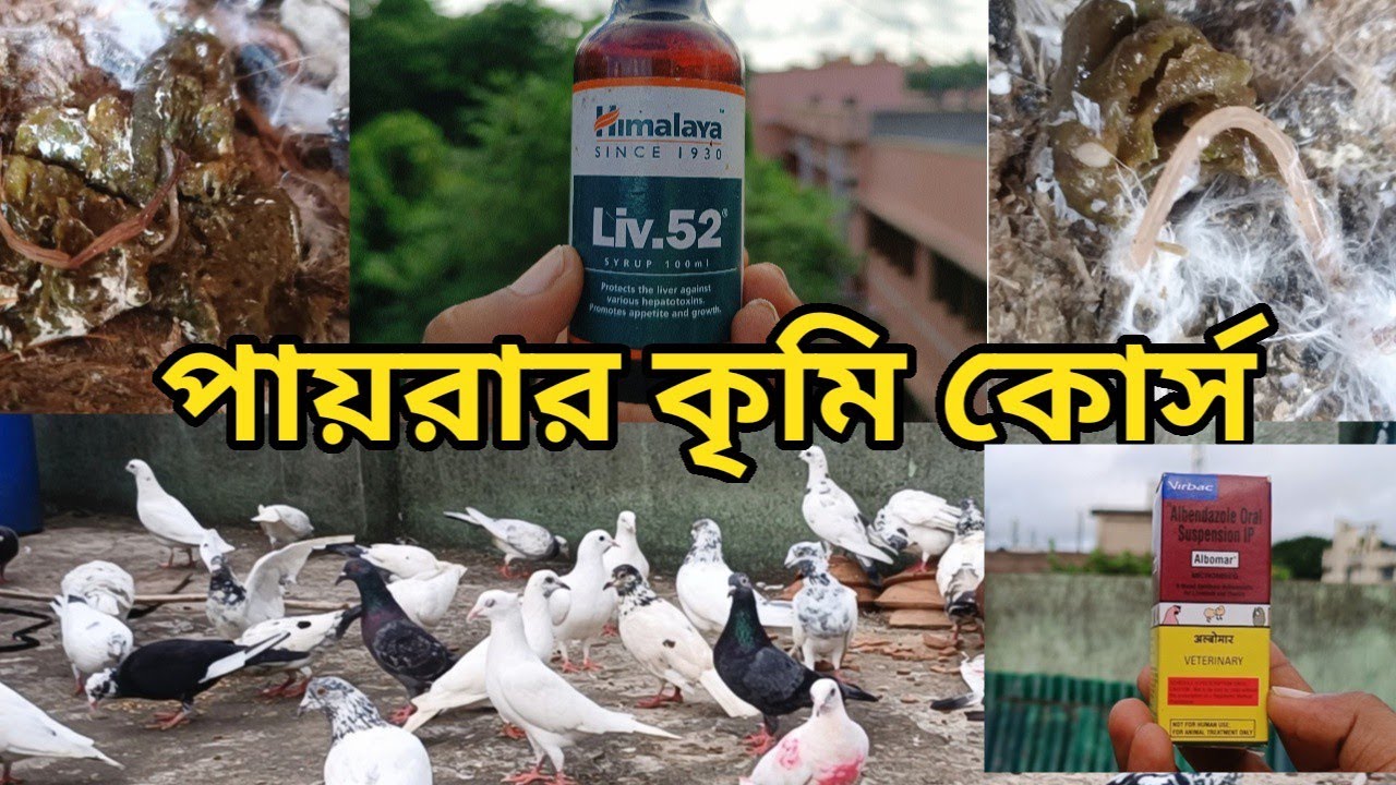 পায়রার কৃমি কোর্স করানোর জন্য আমি কি কি ওষুধ ব্যবহার করে থাকি সম্পর্নু তথ্য