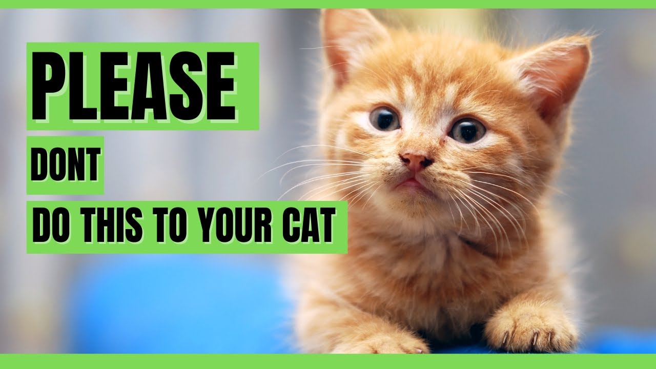 7 Common Mistakes That Shorten Your Cats Lifespan - YouTube