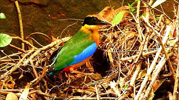 Amazing Colour of Blue-winged Pitta (Pitta moluccensis) #bird #birding  #birdwatching #Pitta
