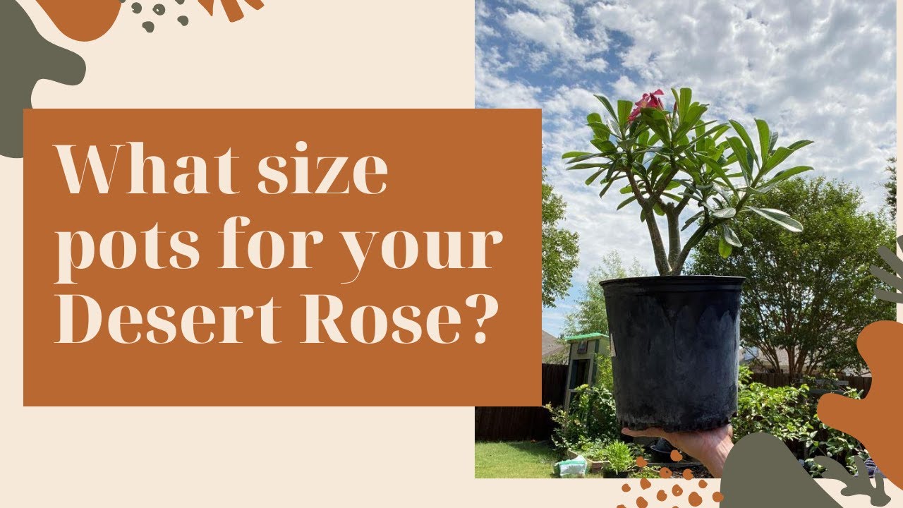 Best size pots for your Desert Rose Adenium Growth Stages YouTube