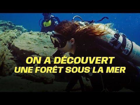 On a découvert une forêt sous la mer !