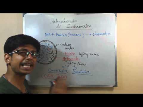 Euchromatin and hetero chromatin - structure and difference