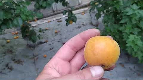 Абрикос - отсрочка дозревания. От чего?