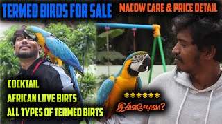 Tamed Birds For Sale | வெளிநாட்டு பறவைகள் | macow caring & Breeding Tips | Exotic birds tamil |