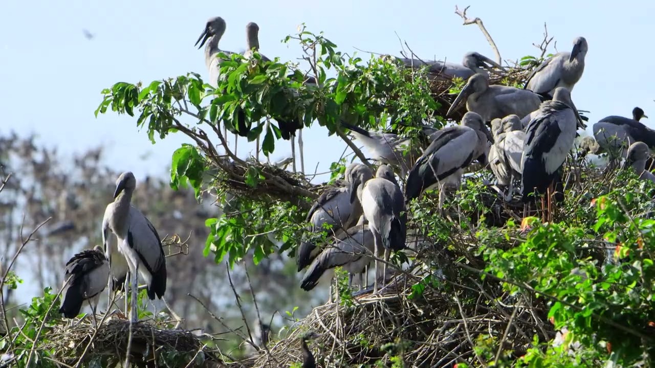 Impressive of Bird Life In Avian Flooded Tree So Precious 0002