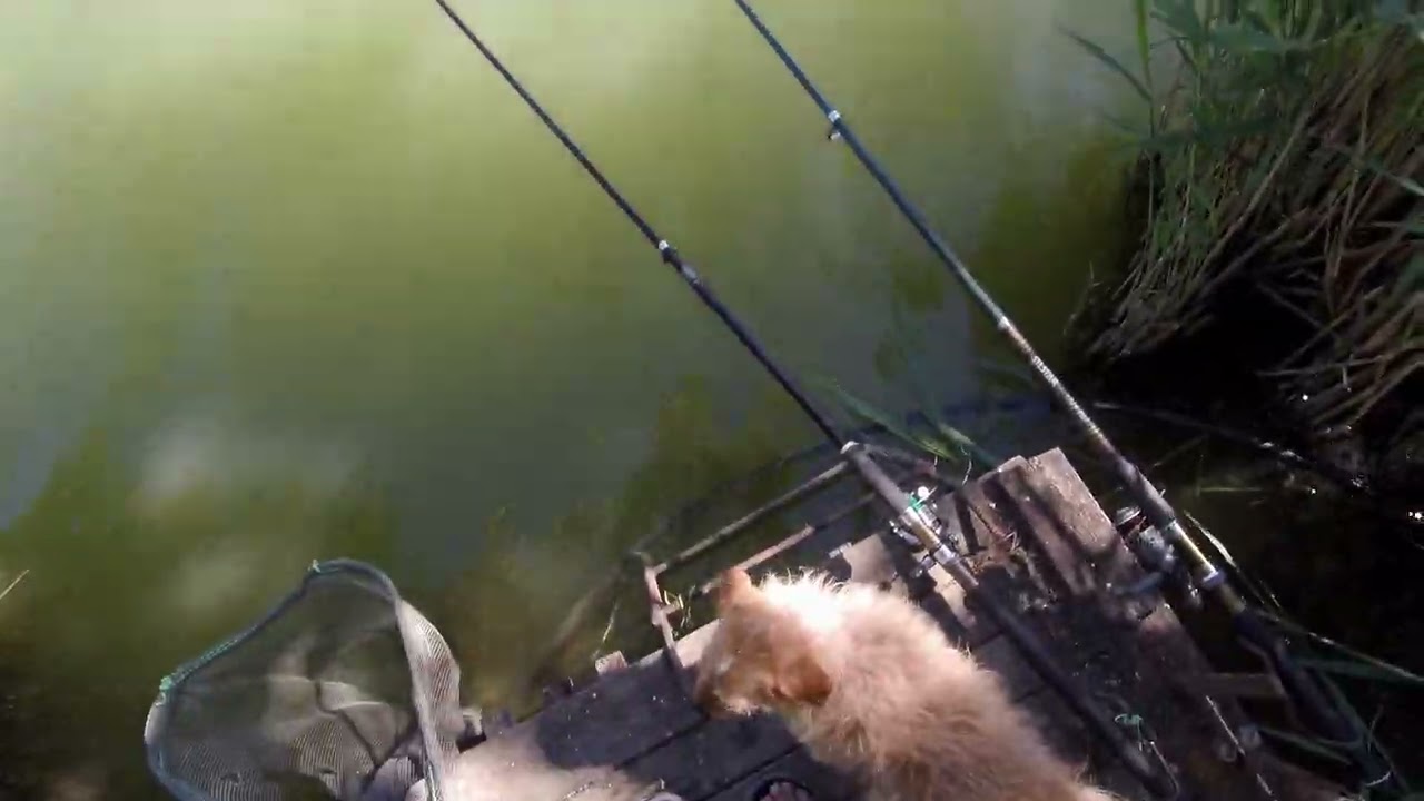 Kapitális kárász ,és amur fogás