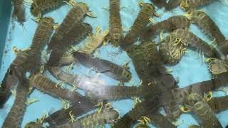 Download Lagu Seafood udang roggeng  MP3