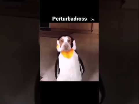 Á À Â Ã Ä Å Æ Ā Ă Ą D'':