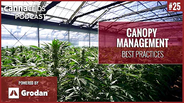 Juan Gutierrez - Canopy Management with CannaCribs Consulting