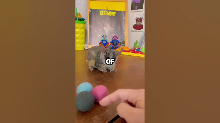 Tarsier Facts You Won’t Believe!😳🦧 #animalfacts