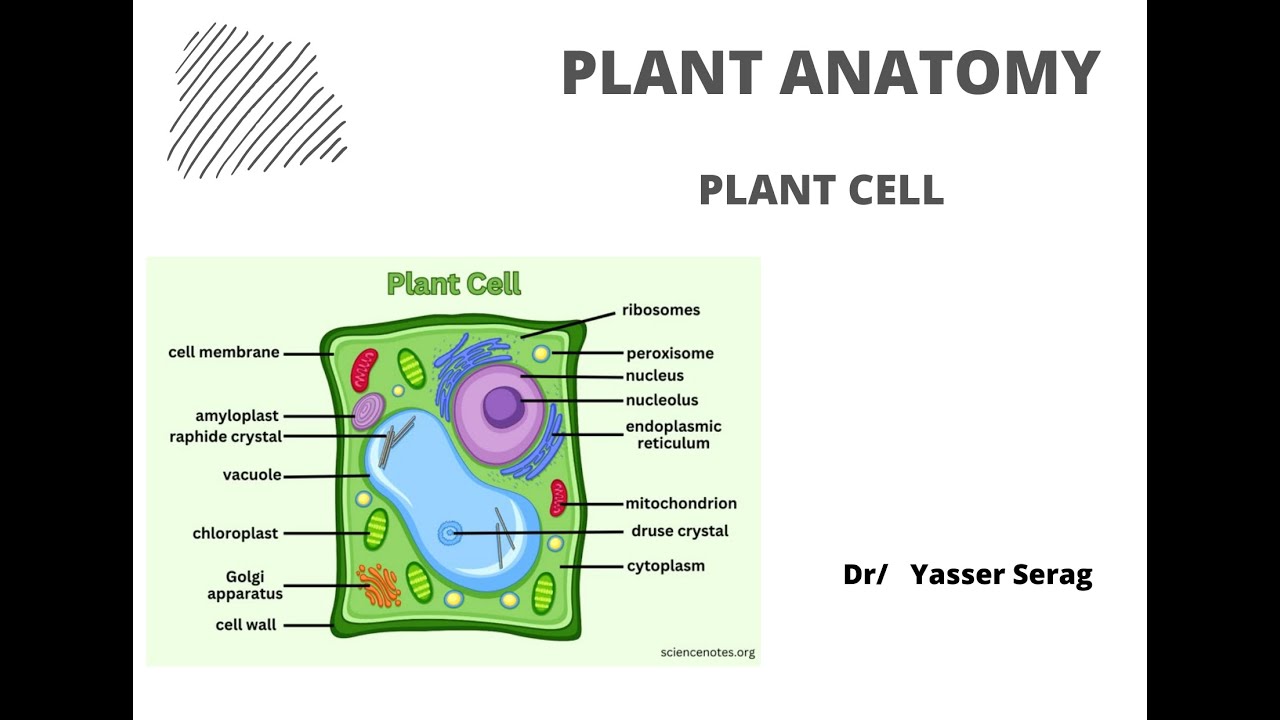 Plant cell