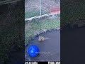 Check in with Celeste | #wildlife #animal #story