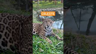 Check in with Celeste | #wildlife #animal #story