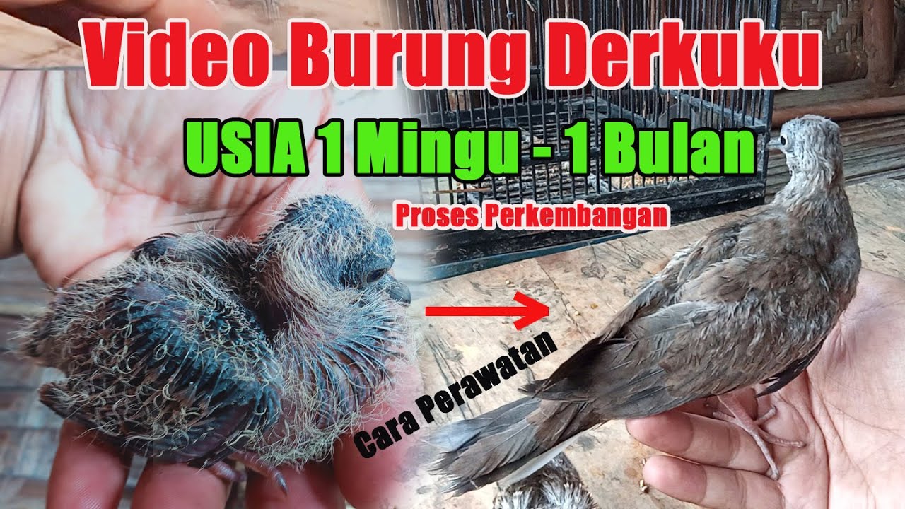 Video Fuul Perkembangan Burung Derkuku Usia 1 Minggu sampai 1 Bulan