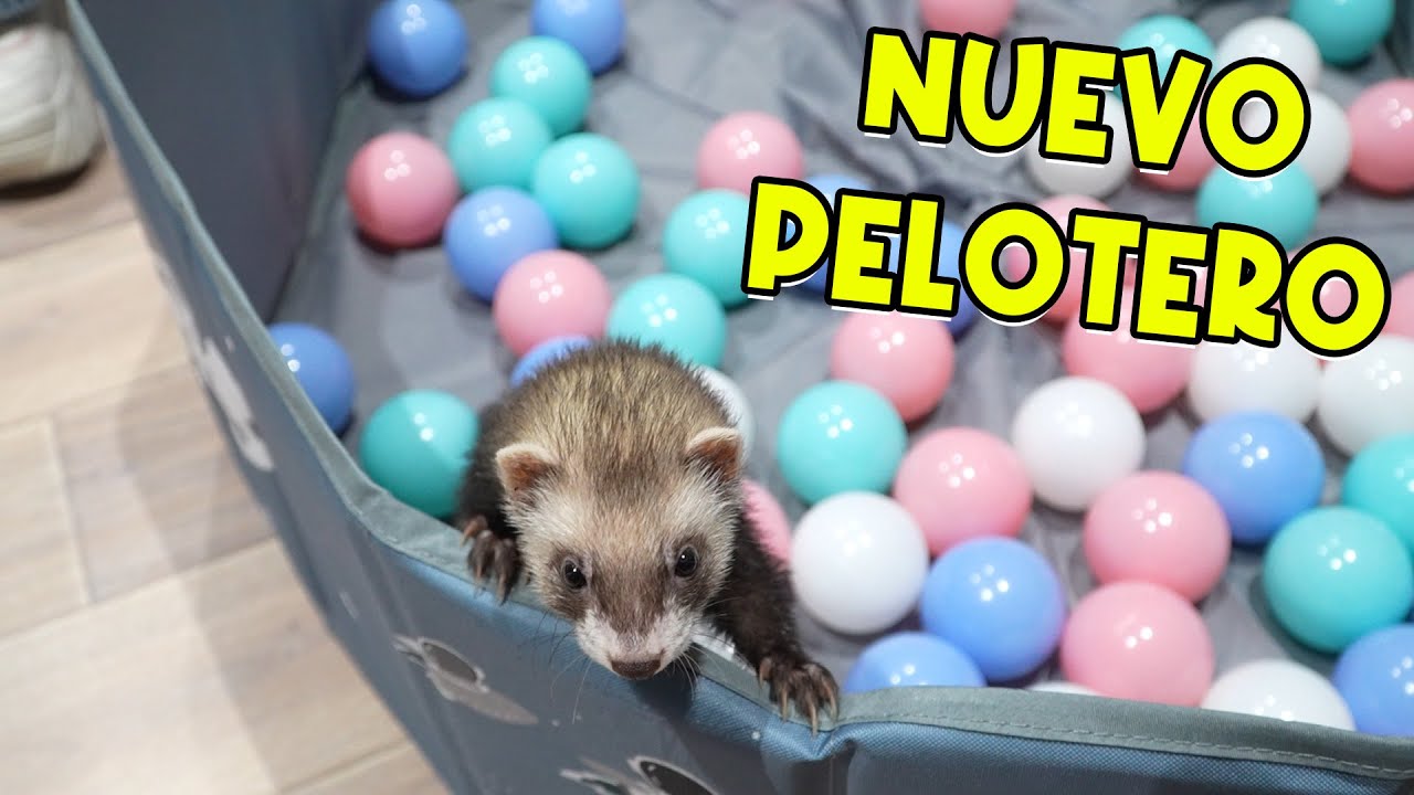 COMPRAMOS UN PELOTERO AL BEBÉ HURÓN 🐾