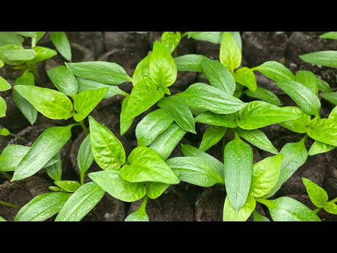 Garden Seedlings 🌱 2021
